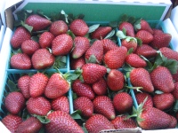 Strawberries from Plant City